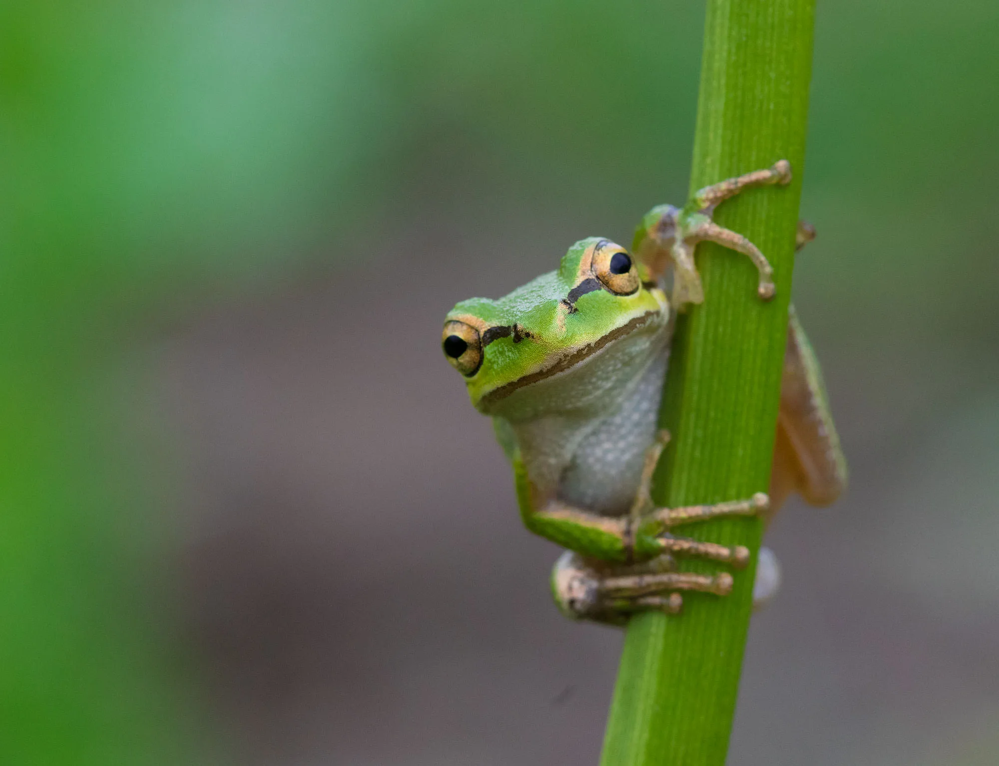 A Pacific chorus frog (Pseudacris regilla) with gold eyes gripping a green reed stem