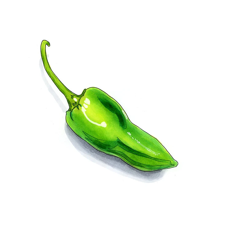 Padrón pepper illustrated in watercolor and ink on a white background