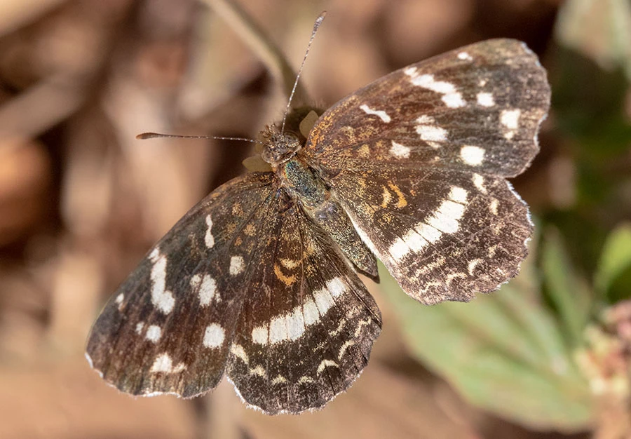 Pale Banded Crescent (Anthanassa tulcis), Tamarindo, Guanacaste, Costa Rica