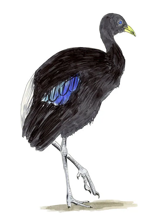 Watercolor and Copic marker sketch of a Pale-winged Trumpeter (Psophia leucoptera), by Erik Gauger.