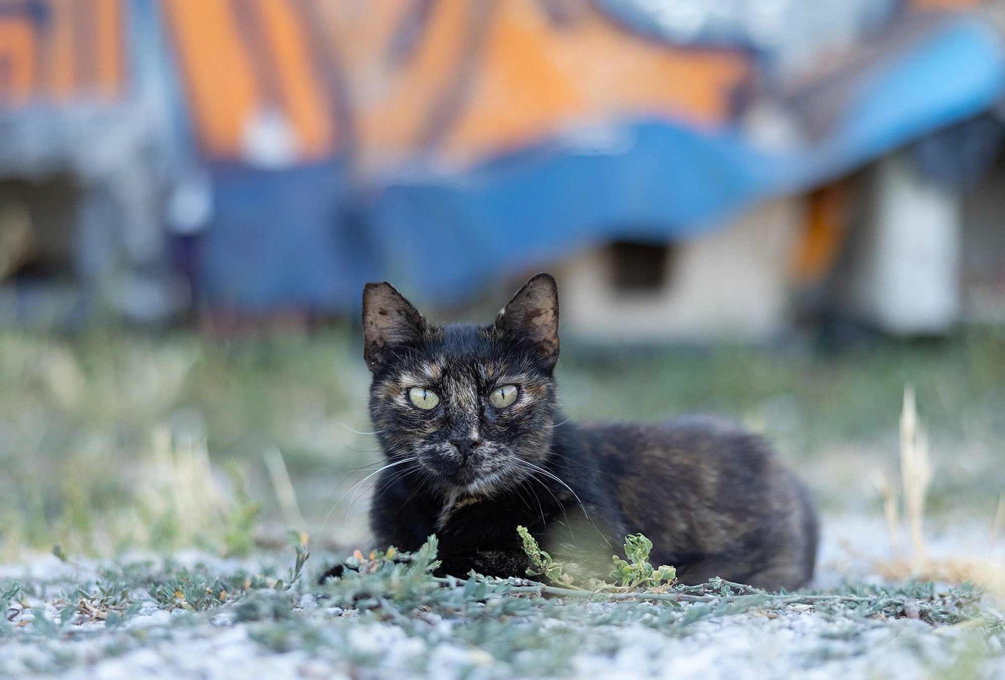 Free-roaming colony cat on Palermo's Mediterranean waterfront in Sicily, one of the urban felines long protected by local caretakers along the harbor.