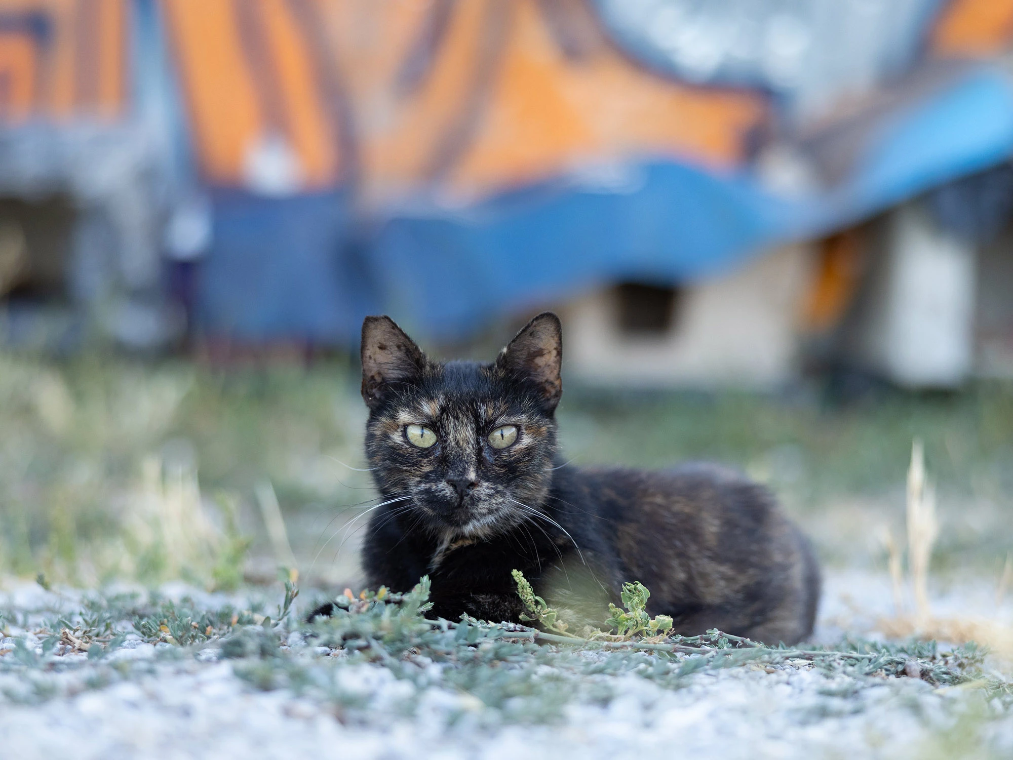 Alley cat along the Palermo waterfront