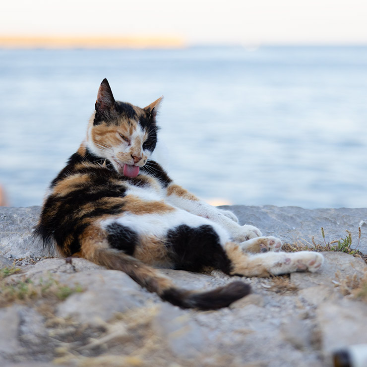 Calico colony cat grooming itself on the stone breakwater of Palermo's waterfront in Sicily, with the Mediterranean behind.