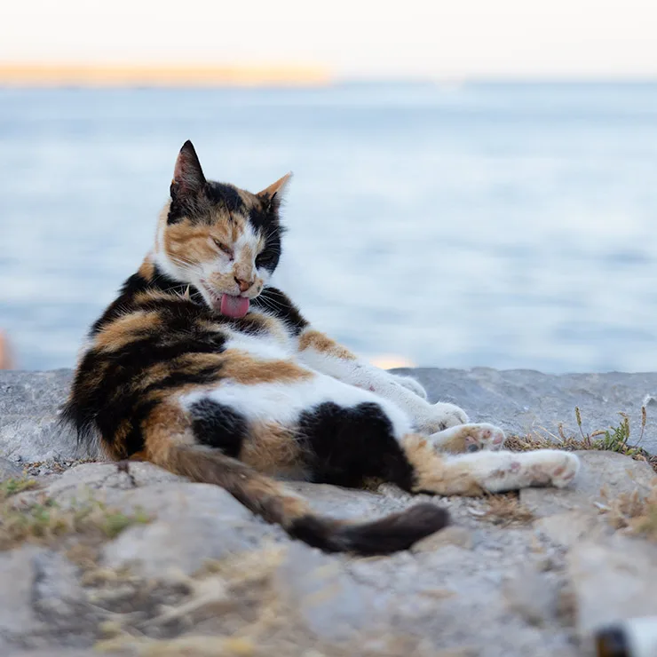 Calico colony cat grooming itself on the stone breakwater of Palermo's waterfront in Sicily, with the Mediterranean behind.