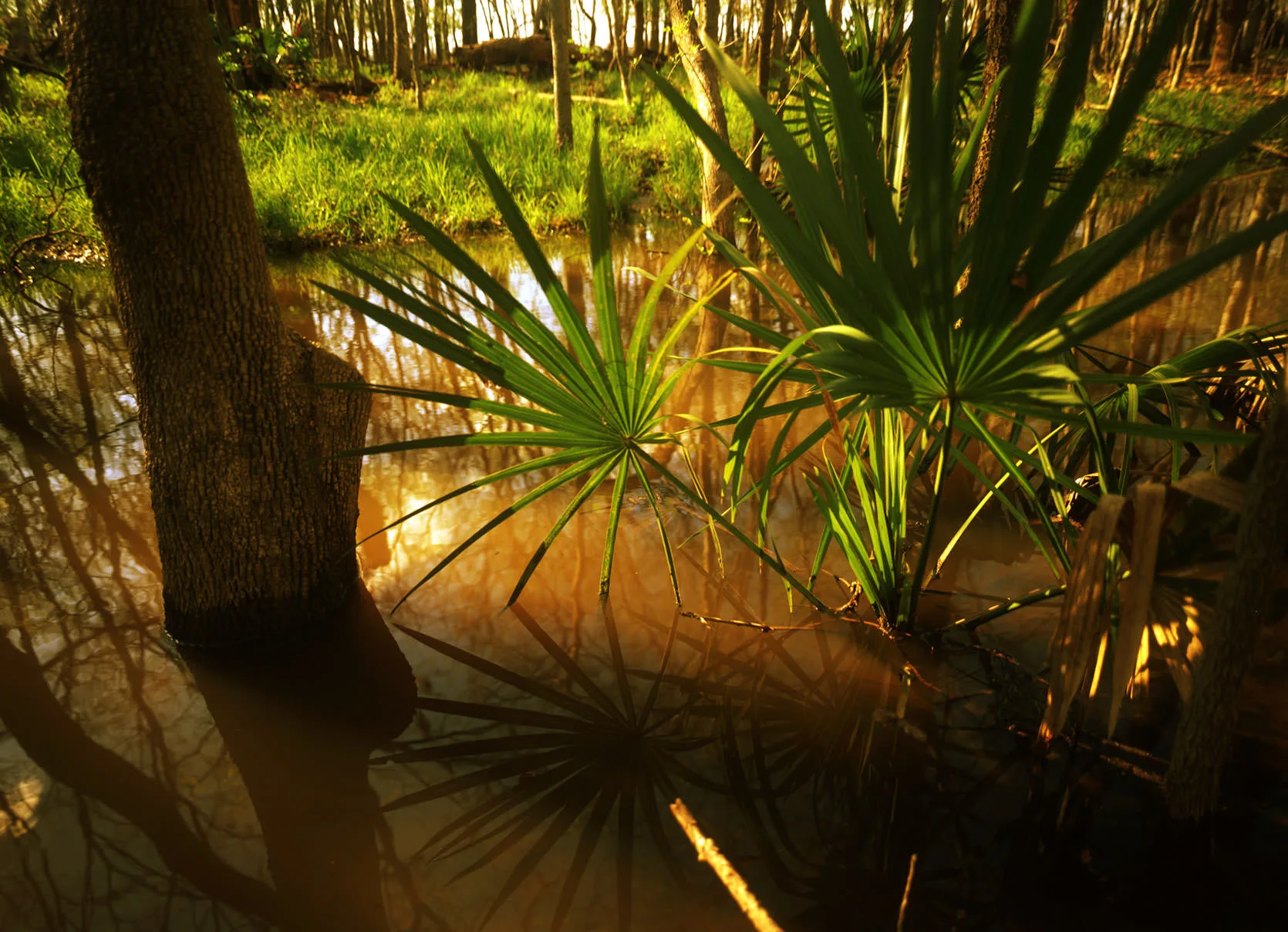 Dwarf palmettos and tree trunks standing in golden floodwater east of San Antonio, Texas.