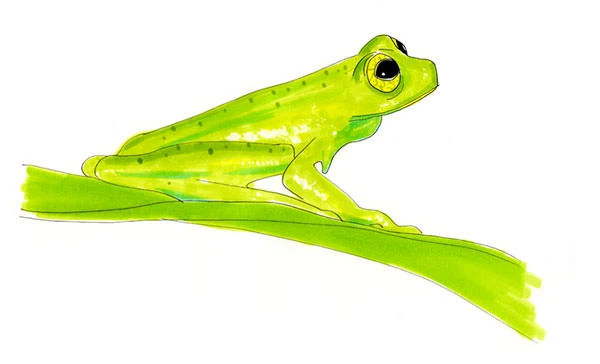 Watercolor illustration of a bright green glass frog perched on a leaf, the header image for the amphibian life list
