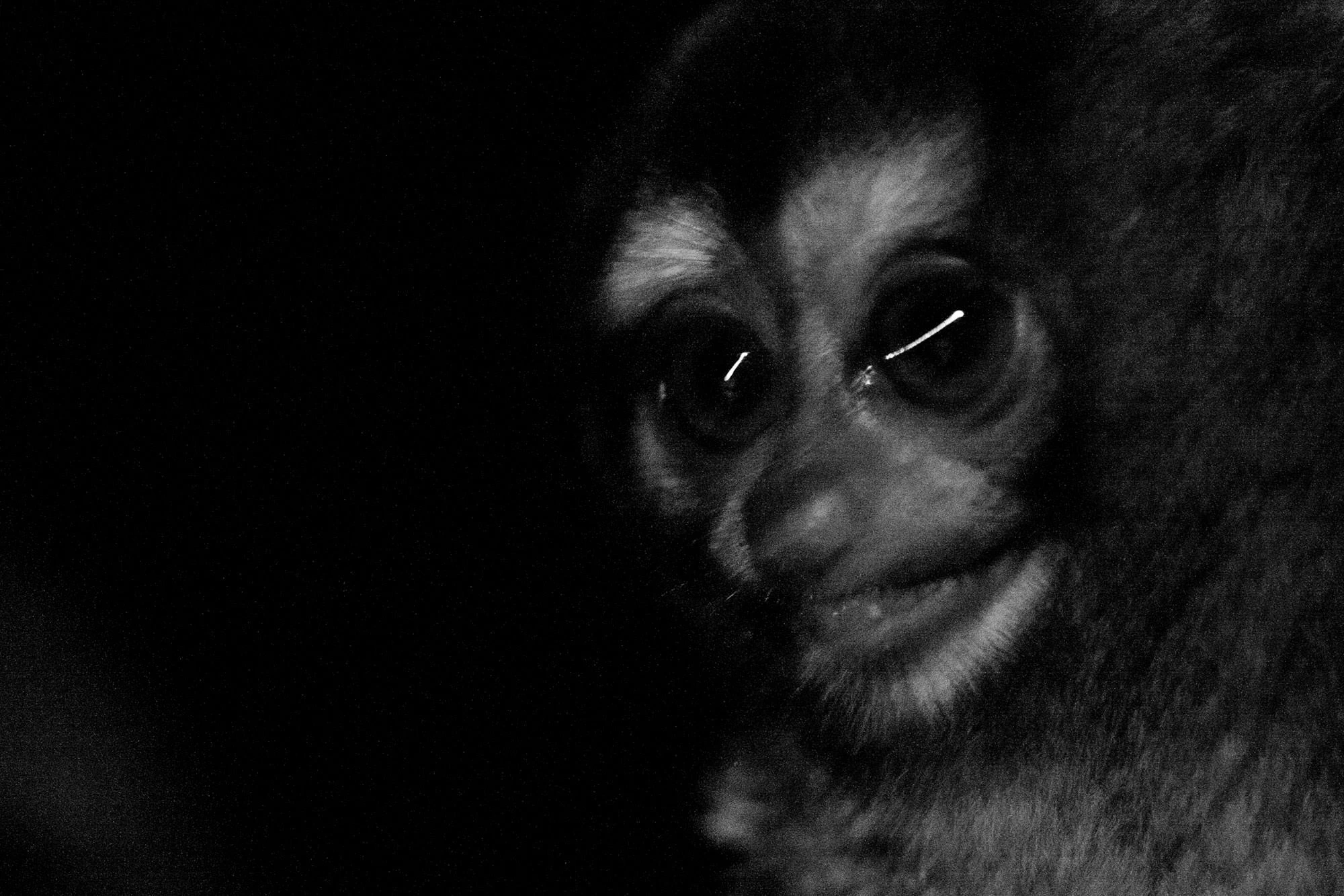 A Panamanian night monkey illuminated in the dark, its reflective eyes emerging from the shadows.