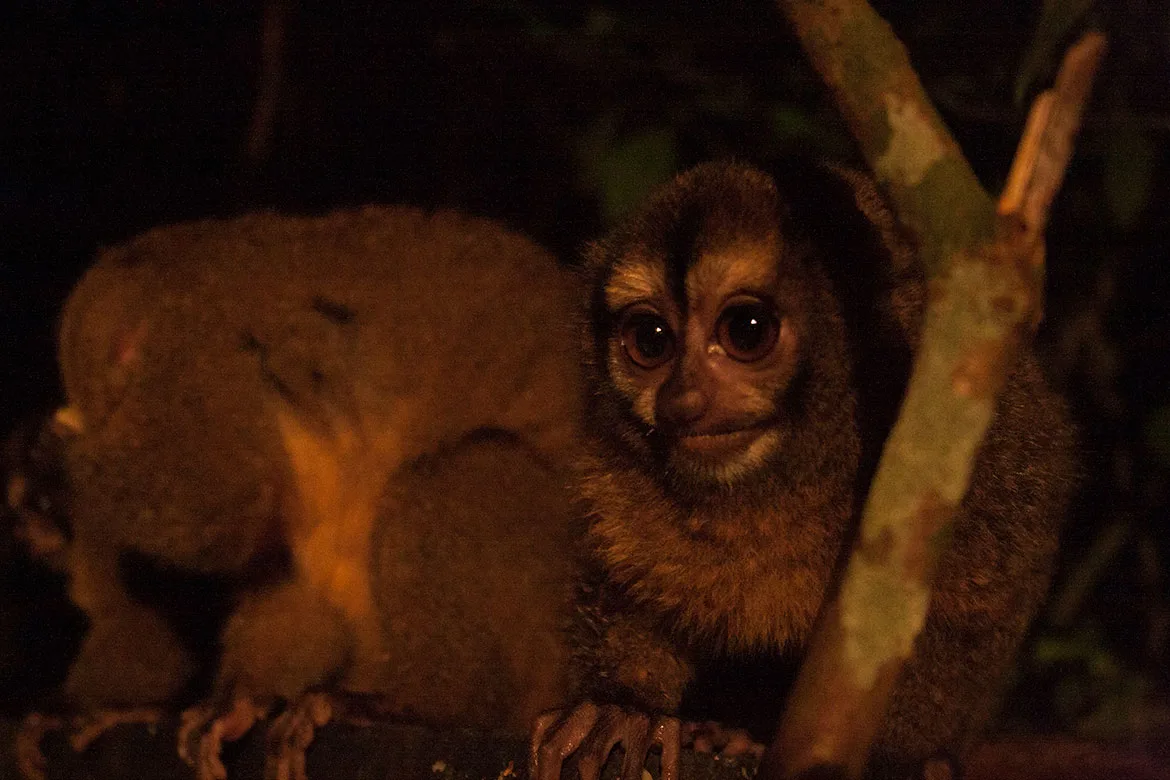 A Panamanian night monkey (Aotus zonalis) with huge round eyes, sitting in a tree at night.