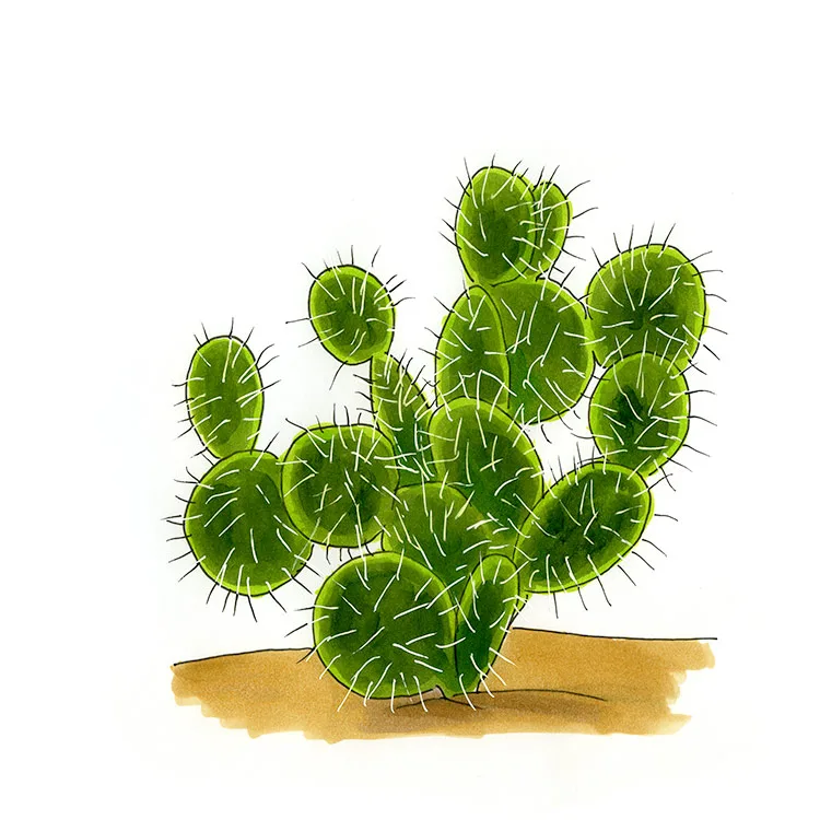 Watercolor illustration of a pancake pricklypear (Opuntia chlorotica), round, flat pads stacked into a shrub.