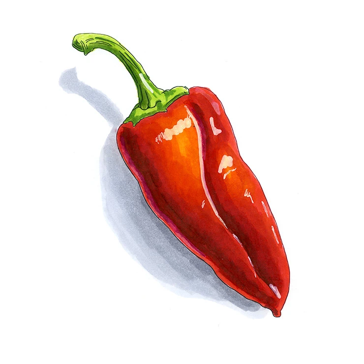 Paprika pepper illustrated in watercolor and ink on a white background