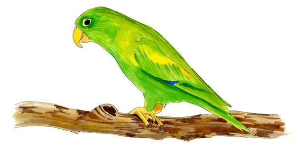 Watercolor and Copic marker sketch of an Orange-chinned Parakeet (Brotogeris jugularis), by Erik Gauger.