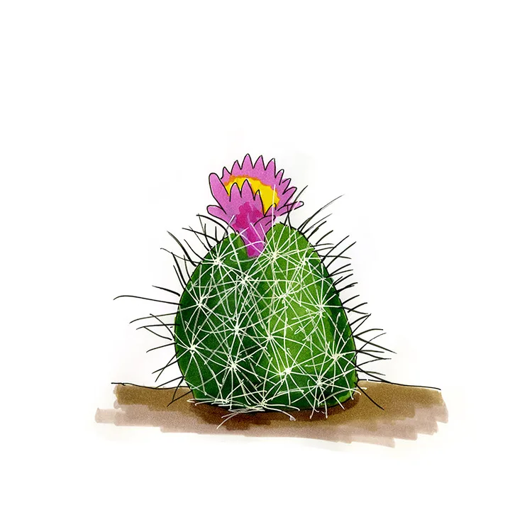 Watercolor illustration of a Pariette cactus (Sclerocactus brevispinus), a squat spiny cactus with a magenta flower.