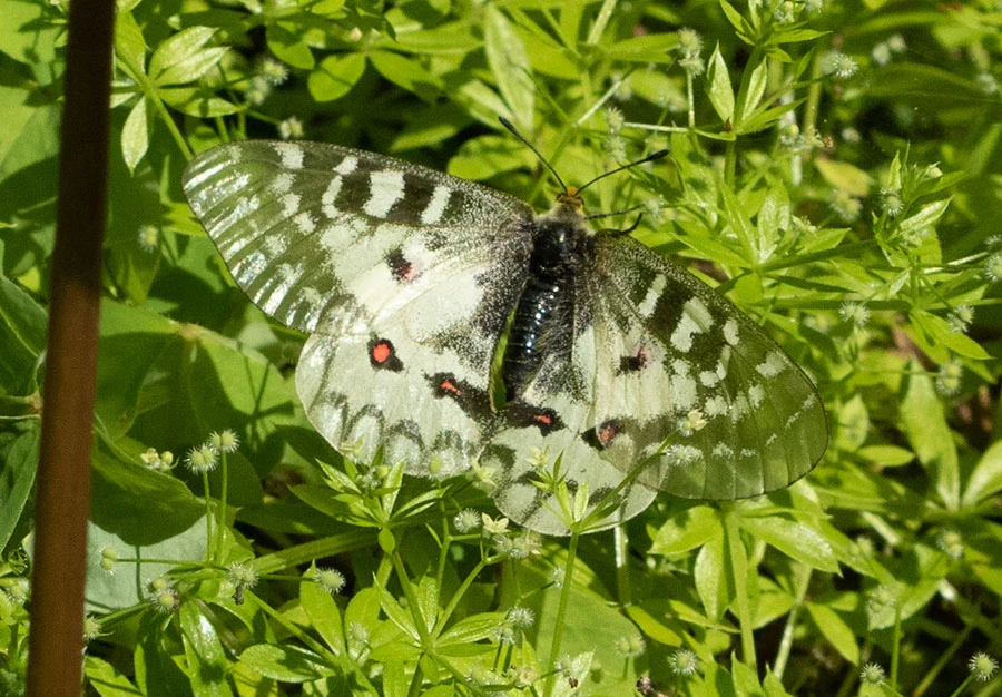 Clodius Parnassian (Parnassium Clodius), Larch Mountain, Oregon