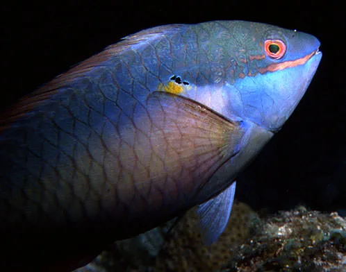 Trumpetfish swimming among Guana Cay soft corals