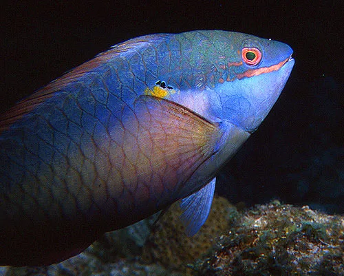 A blue parrotfish with a beaked mouth gliding over a dark reef