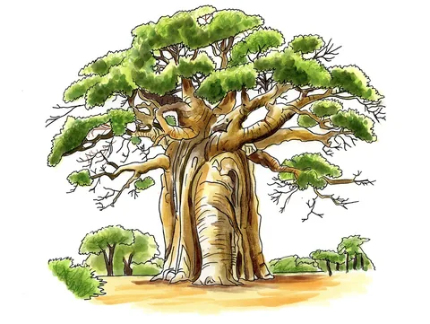 Baobab Trees