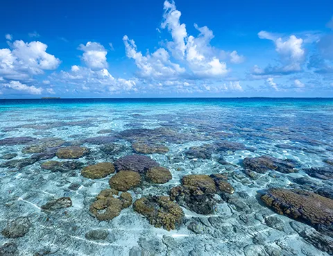 Coral Bleaching