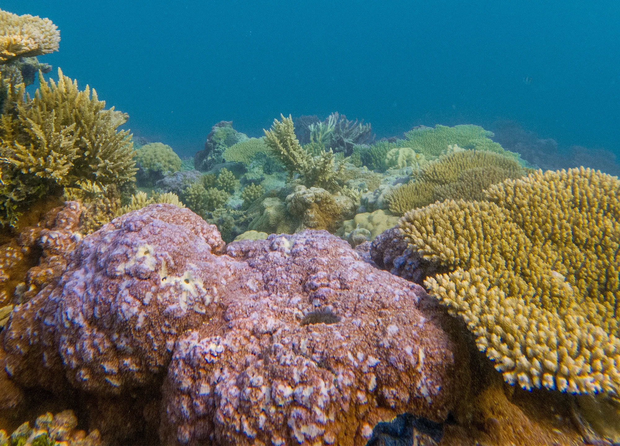 Coral reef in Tikehau, French Polynesia
