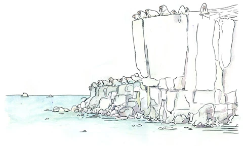 Walruses