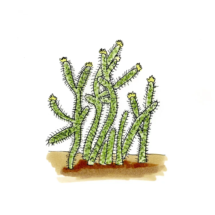 Watercolor illustration of a Peach Springs cholla (Cylindropuntia abyssi), a cluster of pale green, spiny jointed stems with yellow tips.