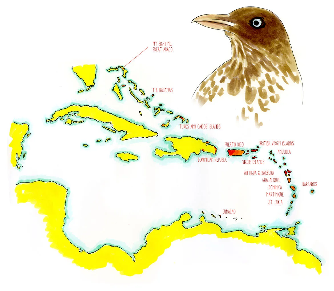 Pearly-eyed Thrasher in the Abaco Islands