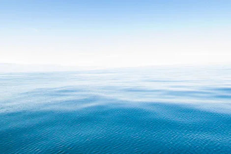 Pelagic bird trip