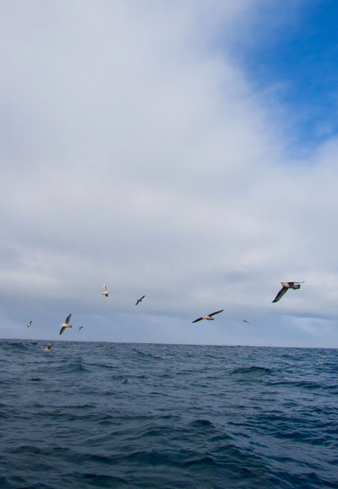 Shearwaters and fulmars gliding low over the open Pacific under a cloudy sky on a pelagic birding trip