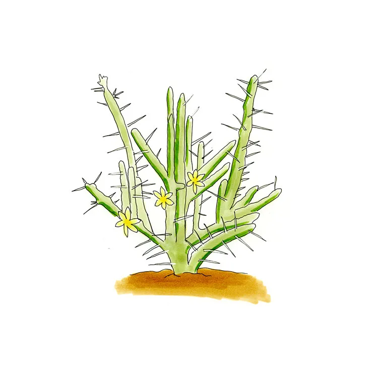 Watercolor illustration of a pencil cactus (Cylindropuntia leptocaulis), thin pale stems with long spines and small yellow flowers.