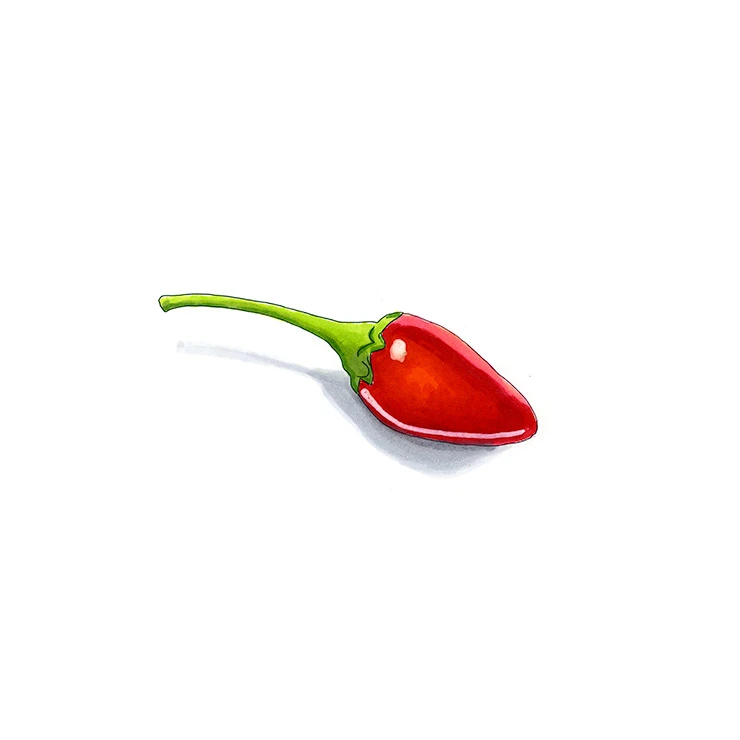 Pequin pepper illustrated in watercolor and ink on a white background