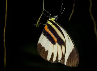 Perrhybris pamela butterfly, white wings banded in black, against a dark background