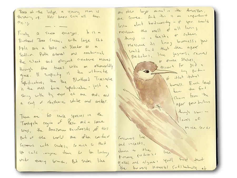 Sketchbook spread of a bluish-fronted jacamar in sepia wash, with handwritten notes from the Tambopata wilderness.