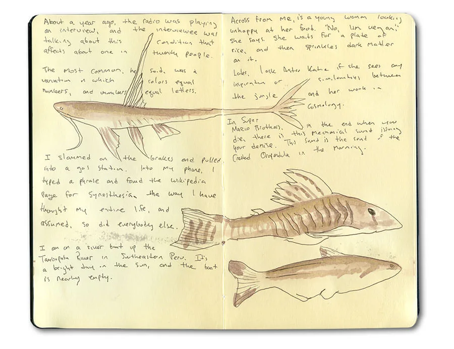 Sketch of Jungle Fishes in the Tambopata River