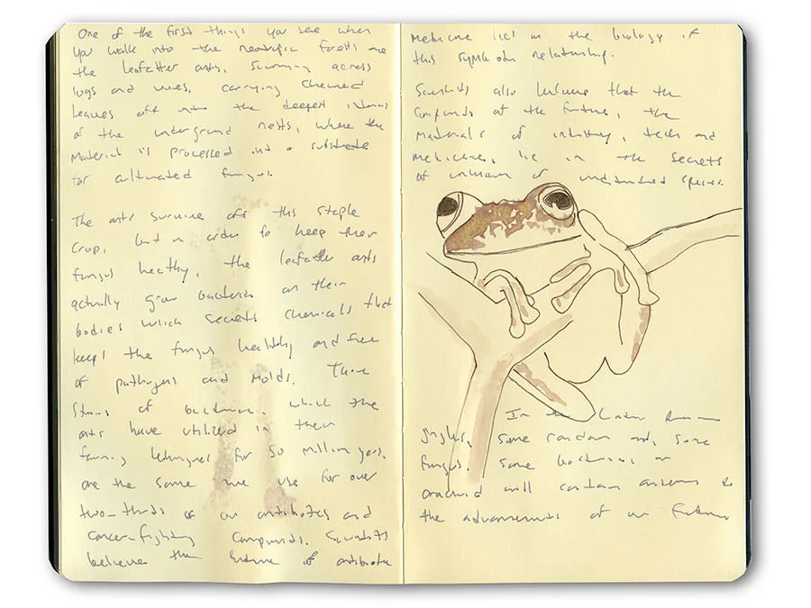 Sketchbook spread of a treefrog on a branch in sepia wash, with handwritten notes from Peru.