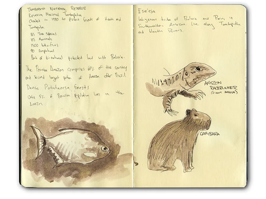 Sketchbook spread of Amazon animals, including a piranha, a capybara and an Amazon racerunner lizard, with notes.