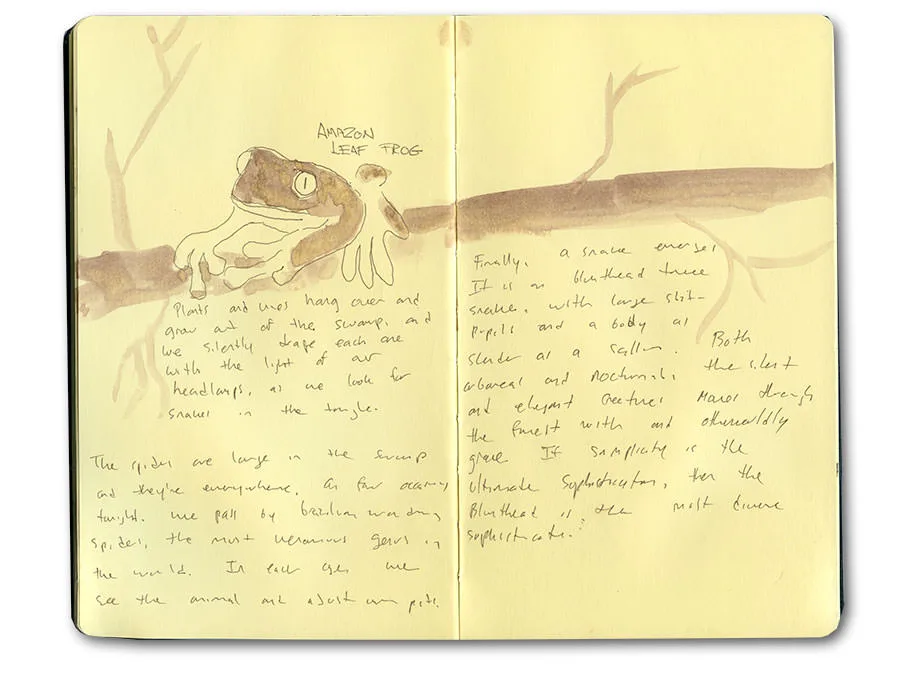 Sketchbook spread of an Amazon leaf frog on a branch in the Tambopata forest, with handwritten notes.