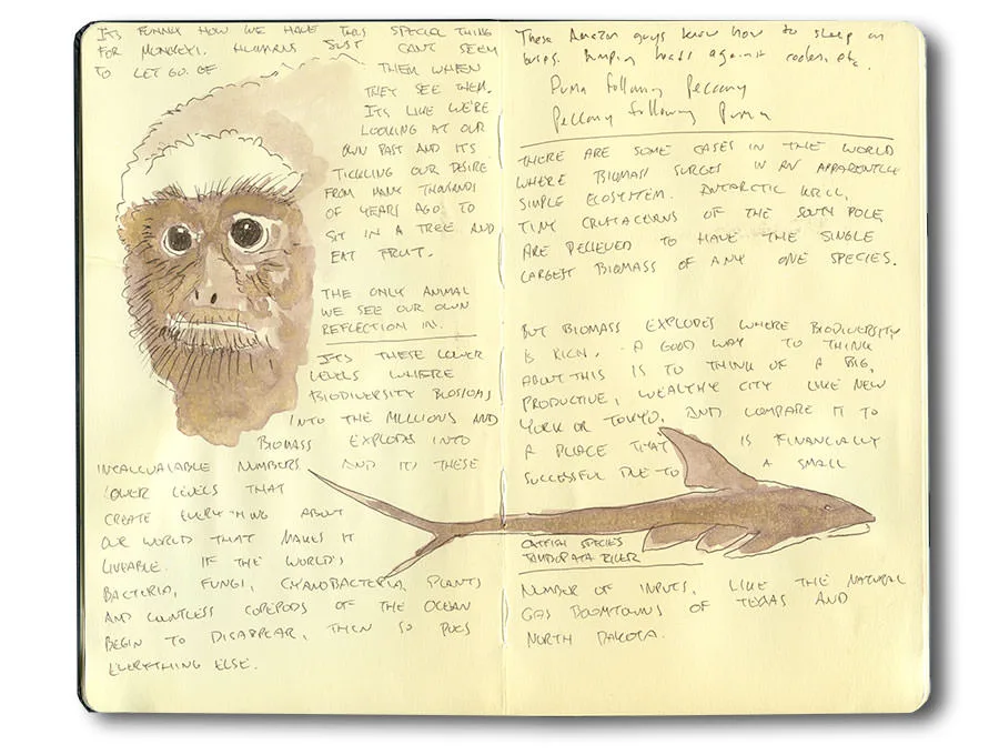 Sketchbook spread of a monkey and a catfish in sepia wash, with handwritten notes from Peru.