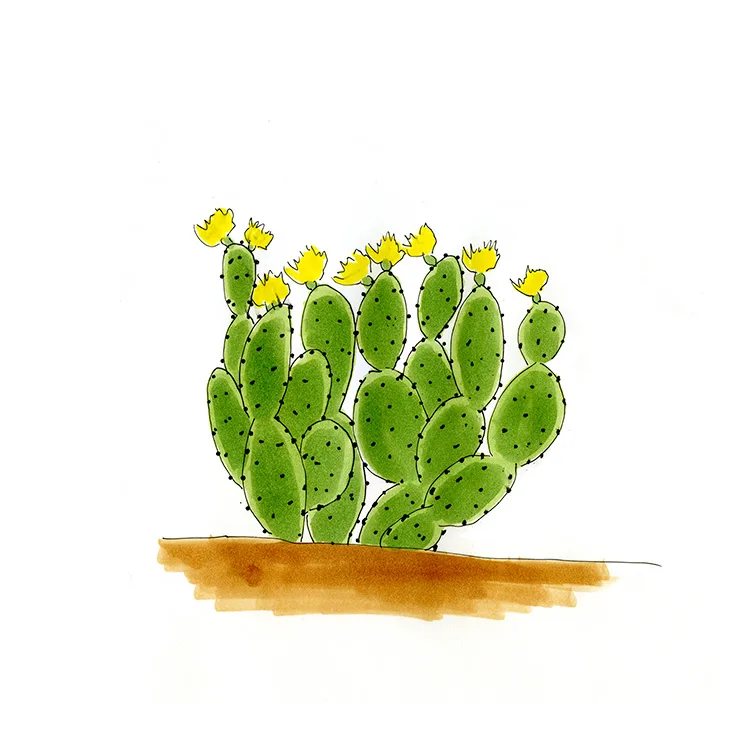 Watercolor illustration of a pest pricklypear (Opuntia stricta), a clump of narrow pads with yellow flowers on top.