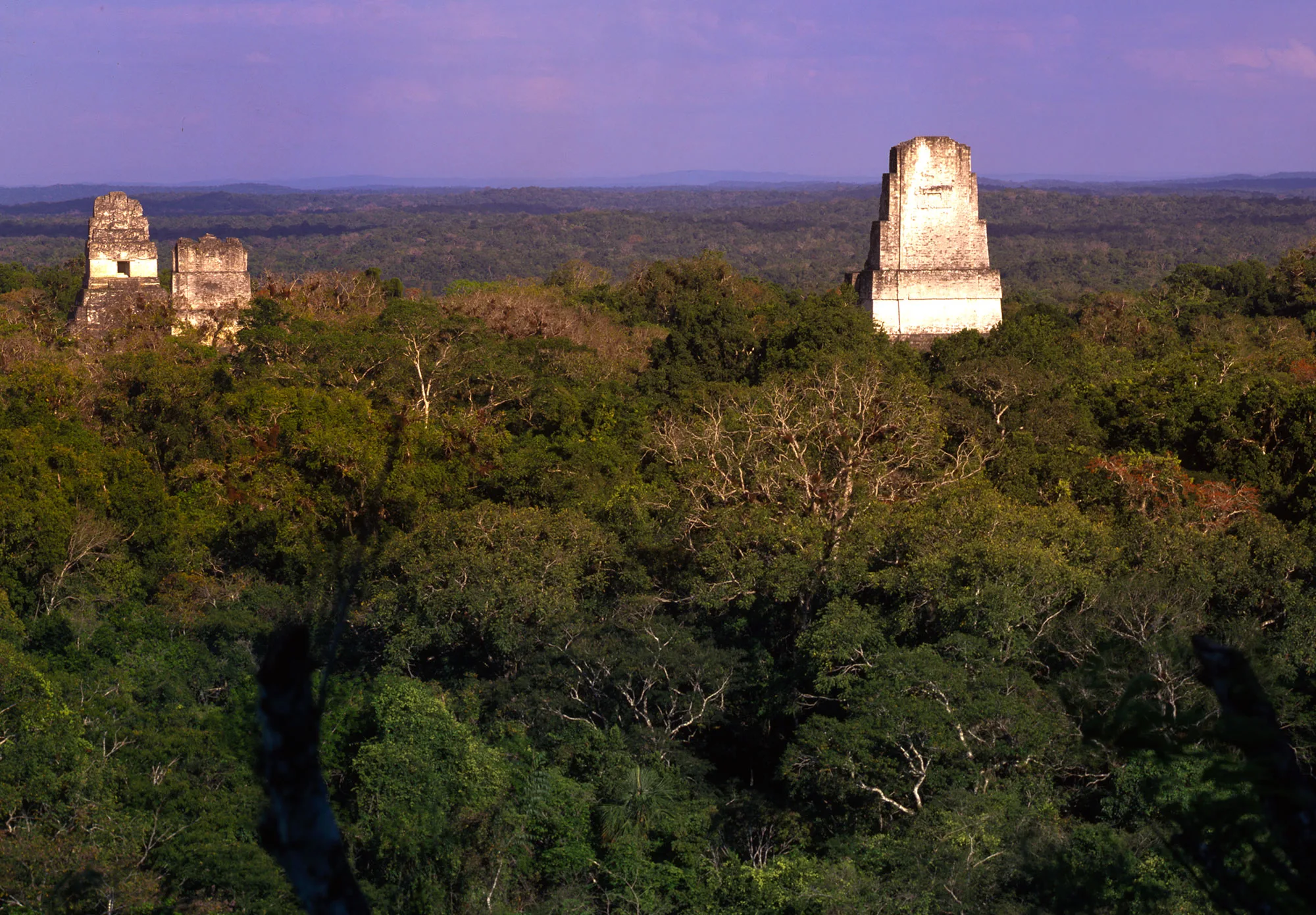 The stone temples of Tikal rising above the rainforest canopy at golden light, Peten, Guatemala