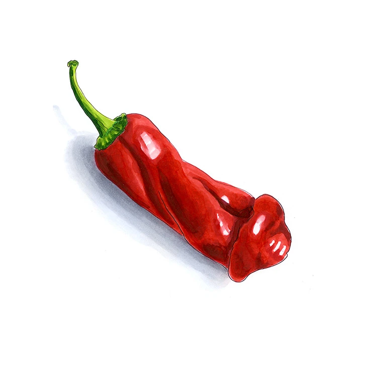 Peter pepper illustrated in watercolor and ink on a white background