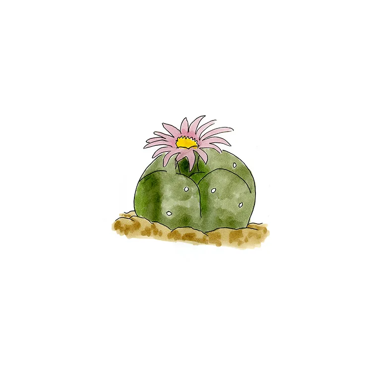 Watercolor illustration of peyote (Lophophora williamsii), a spineless, lobed blue-green button with a pale pink flower.