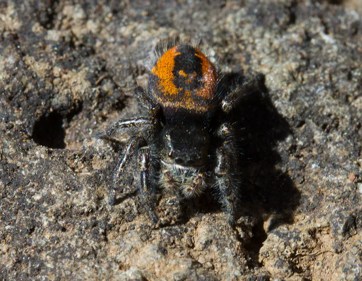 Phidippus clarus jumping spider with bright orange dorsal patch on Rowena Plateau, Mosier, Oregon