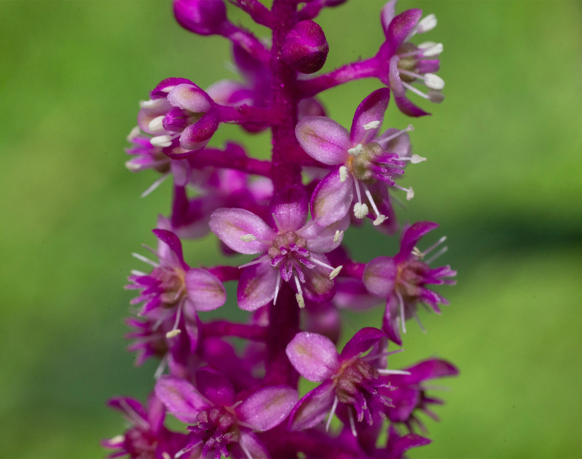 Macro image of Phytolacca rugosa flowers along a vivid magenta stem, each tiny pink-and-purple blossom showing pale stamens and cream anthers against a softly blurred green background.