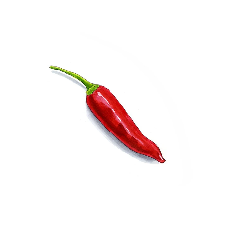 Pico de Pajaro pepper illustrated in watercolor and ink on a white background