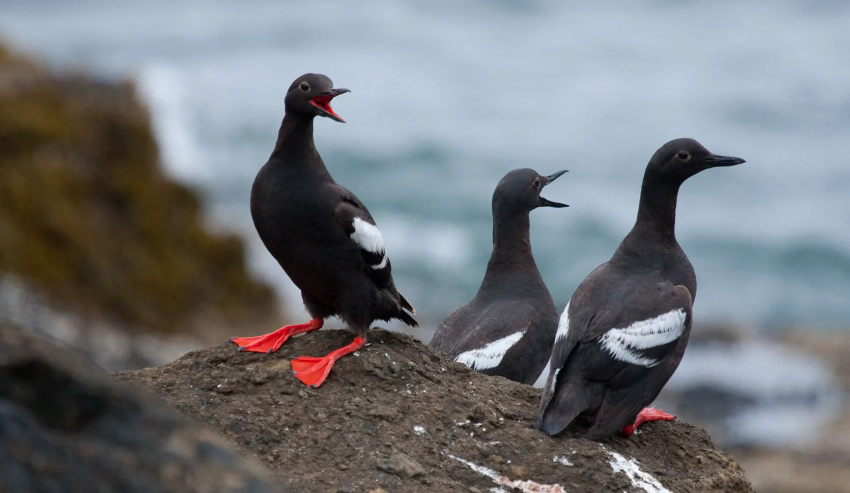 Three pigeon guillemots (Cepphus columba), black with white wing patches and bright red feet, on a coastal rock