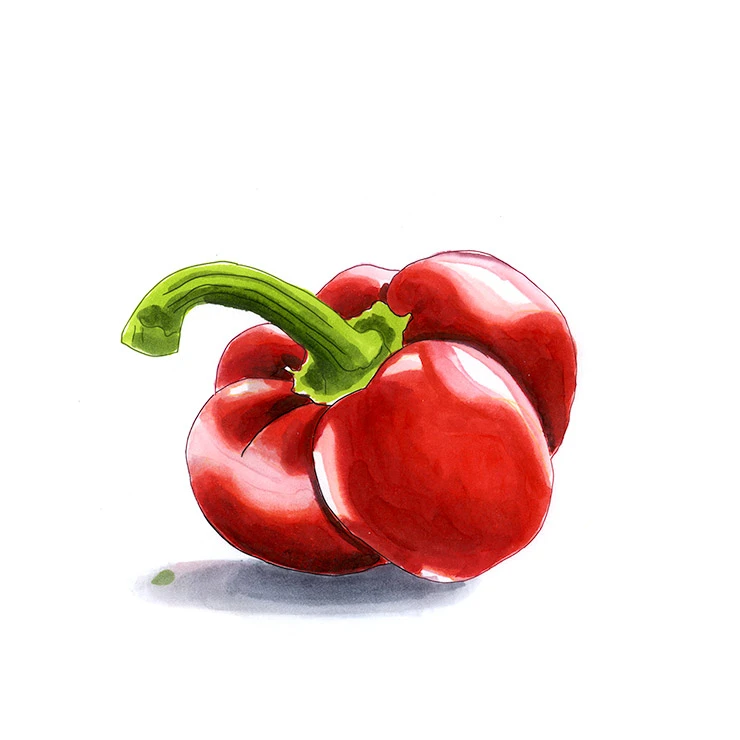 Pimiento pepper illustrated in watercolor and ink on a white background