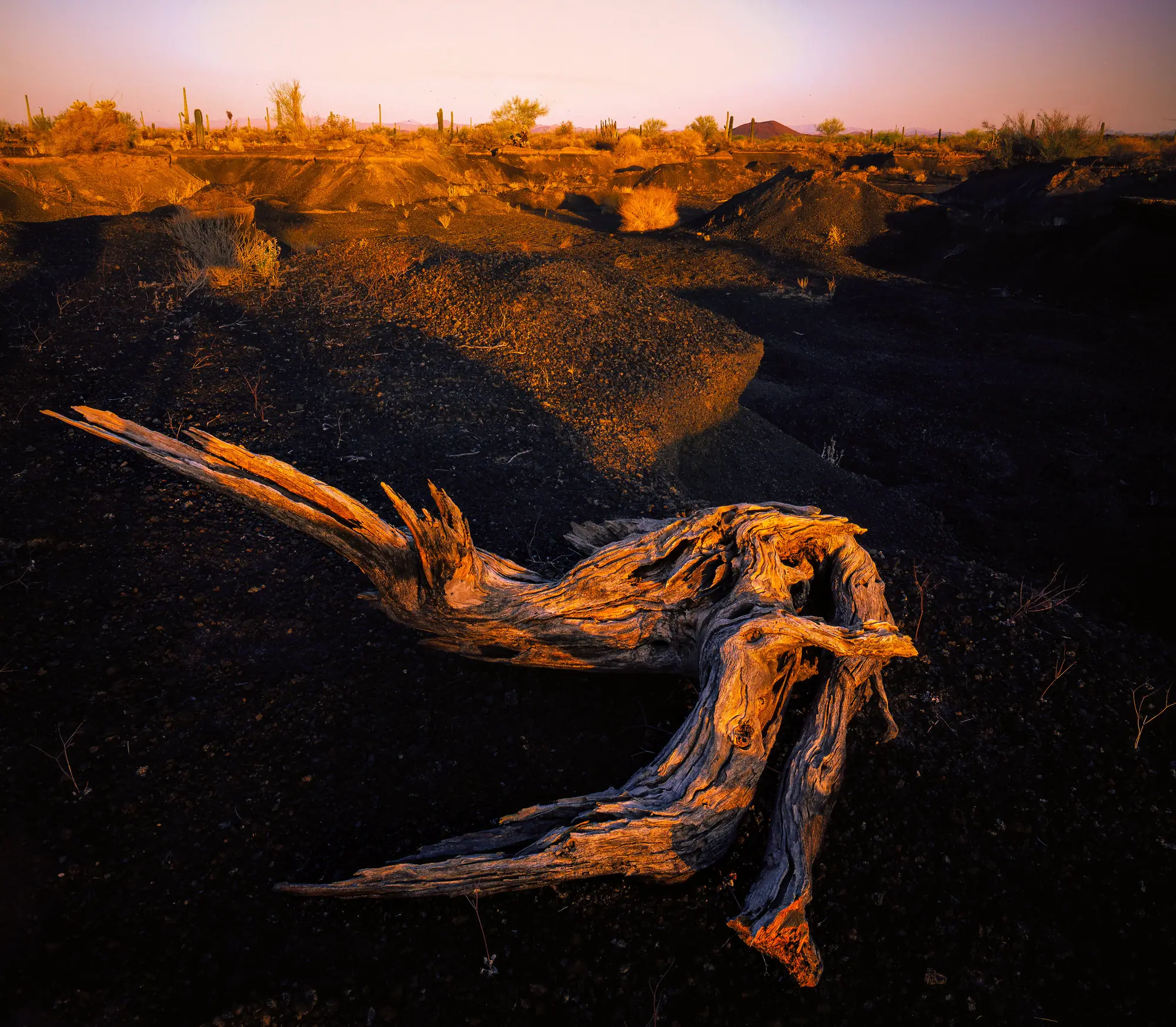 A weathered, gnarled log lying on black volcanic cinders in the Pinacate desert, with saguaros on the horizon