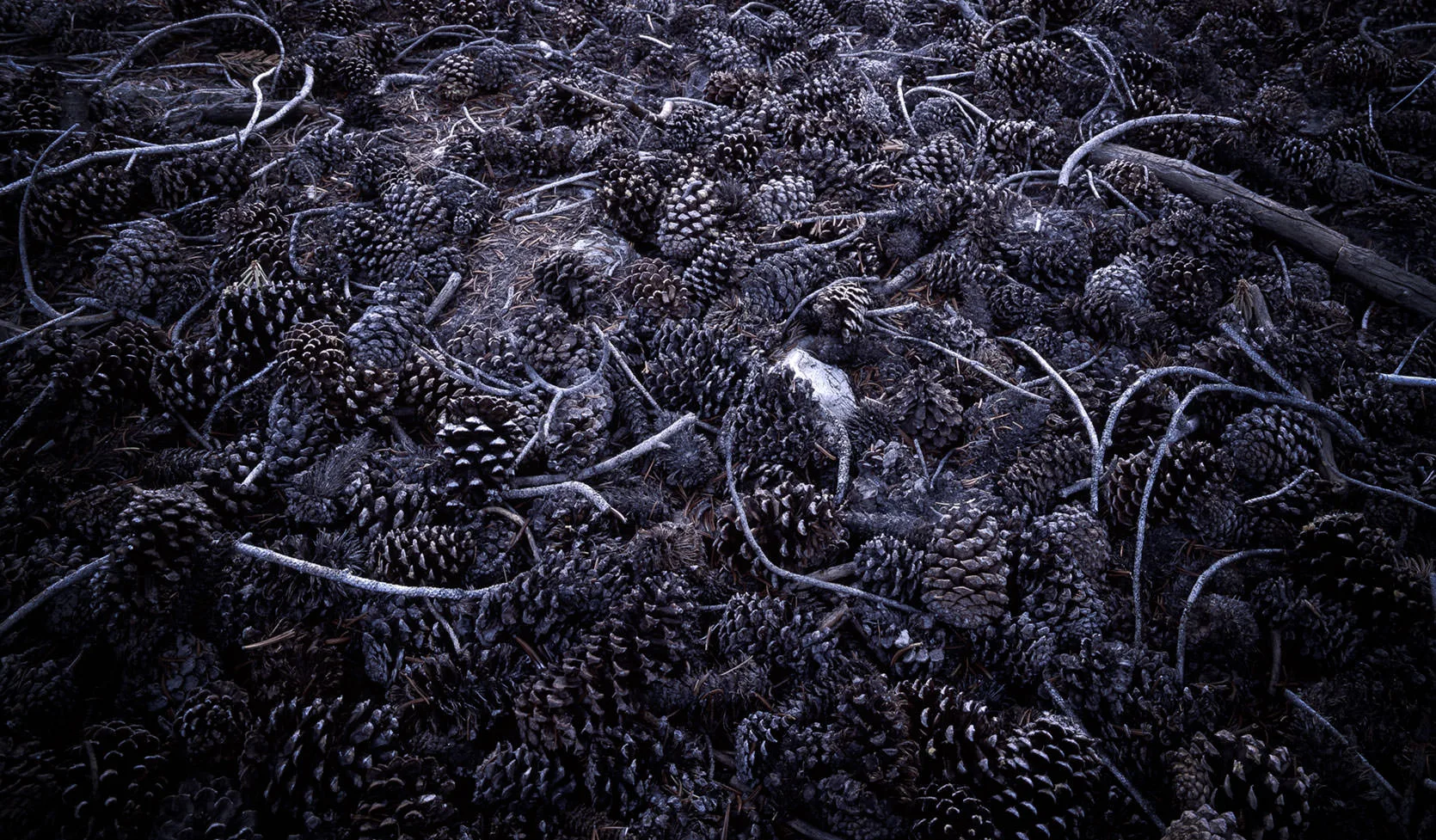 A dense carpet of fallen pine cones and curved needles on the shadowed forest floor, Yosemite Valley