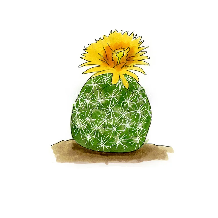 Watercolor illustration of a pineapple cactus (Coryphantha sulcata), a round white-spined cactus crowned with a large yellow flower.