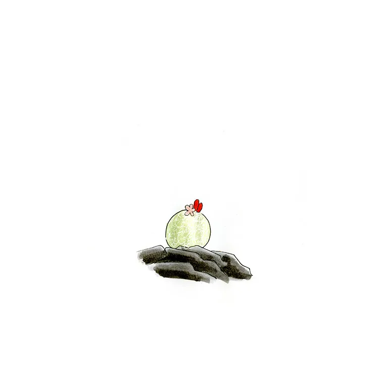 Watercolor illustration of a pingpong ball cactus (Epithelantha bokei), a tiny pale globe with a small red flower, sitting on dark rock.