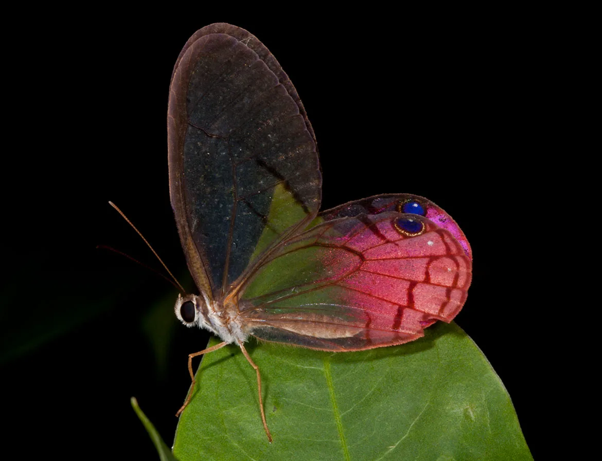 A pink glasswing butterfly with transparent wings, photographed along the Napo River in Ecuador